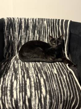 Sunny -  Domestic Short Hair Cat for Adoption in Glendale, Arizona - Sunny | PetCurious
