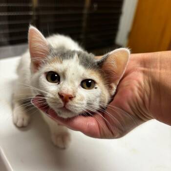 Quesadilla -  Domestic Short Hair Cat for Adoption in Ottawa, Kansas - Quesadilla | PetCurious