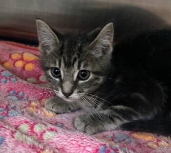 Sardine -  Domestic Short Hair Cat for Adoption in Munster, Indiana - Sardine | PetCurious