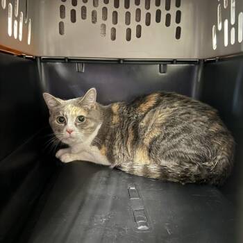 Dani -  Domestic Short Hair Cat for Adoption in Des Moines, Iowa - Dani | PetCurious