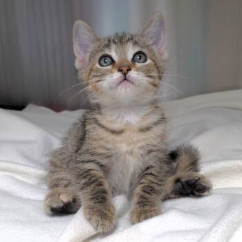 Freedom -  Domestic Short Hair Cat for Adoption in Michigan City, Indiana - Freedom | PetCurious