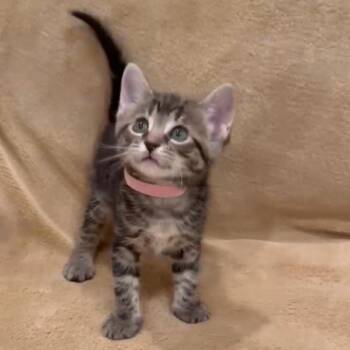 Domestic Short Hair Cats Available for Adoption in New York, New York - Opal | PetCurious