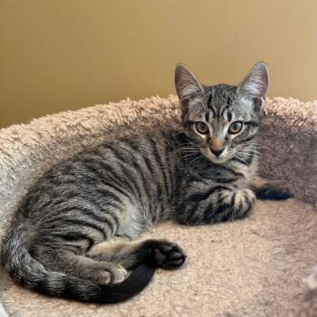 Domestic Short Hair Cats Available for Adoption in Merrifield, Virginia - Checkers Reyes (Parcheesi Kitten) | PetCurious