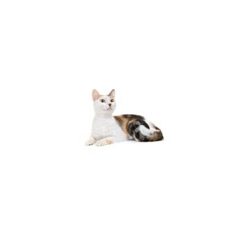 Penny -  Domestic Short Hair Cat for Adoption in Los Angeles, California - Penny | PetCurious