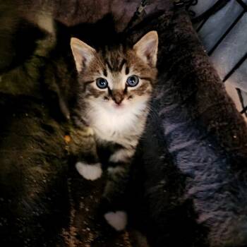 Rescue Domestic Short Hair Cats for Adoption in Grantsville, Utah - Addie | PetCurious