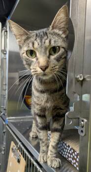 Rescue Domestic Short Hair Cats for Adoption in Papillion, Nebraska - Sugar Plum | PetCurious