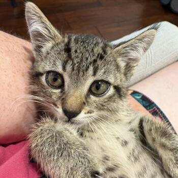 Pipsqueak -  Domestic Short Hair Cat for Adoption in Los Angeles, California - Pipsqueak | PetCurious