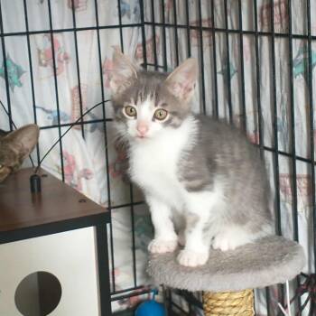 Rescue Domestic Short Hair Cats for Adoption in Terrebonne, Quebec - Axel | PetCurious