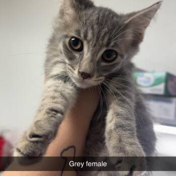 Kitten 7 -  Domestic Short Hair Cat for Adoption in Shelbyville, Illinois - Kitten 7 | PetCurious