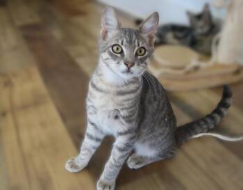 *SILVER -  Domestic Short Hair Cat for Adoption in Woodland, California - *SILVER | PetCurious