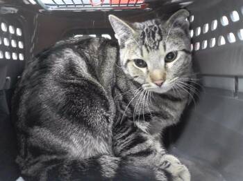 Rescue Domestic Short Hair Cats for Adoption in Omaha, Nebraska - ROCKIE | PetCurious