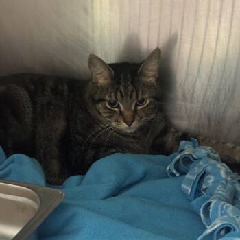 Lizard -  Domestic Short Hair Cat for Adoption in Murray, Utah - Lizard | PetCurious