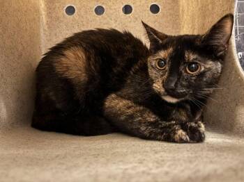 Domestic Short Hair Cats Available for Adoption in Oklahoma City, Oklahoma - A474139 | PetCurious