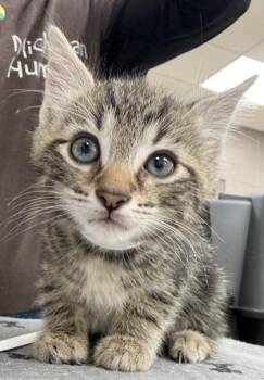 Domestic Short Hair Cats Available for Adoption in Westland, Michigan - Jackhammer Jimbo | PetCurious