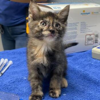 Domestic Medium Hair Cats Available for Adoption in Riverside, California - Robin | PetCurious