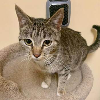 Tabby Cats Available for Adoption in Thayne, Wyoming - Jenny | PetCurious