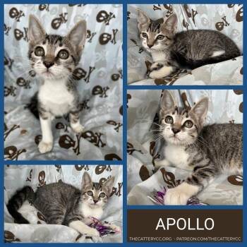 Apollo -  Domestic Short Hair Cat for Adoption in Corpus Christi, Texas - Apollo | PetCurious
