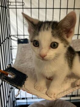 Domestic Short Hair Cats Available for Adoption in Lunenburg, Massachusetts - Stella | PetCurious