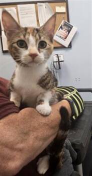 A138873 -  Domestic Short Hair Cat for Adoption in Palmetto, Florida - A138873 | PetCurious