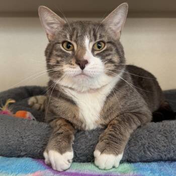 Domestic Short Hair Cats Available for Adoption in Eatontown, New Jersey - Lenny | PetCurious