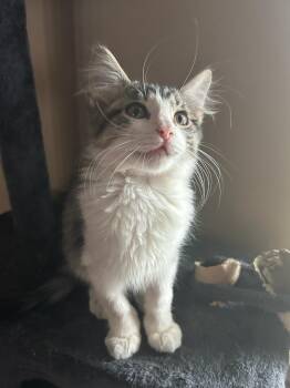 Domestic Medium Hair Cats Available for Adoption in Calera, Alabama - Larry | PetCurious