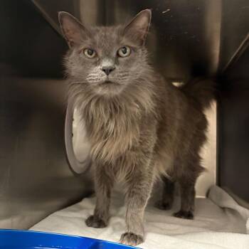 Domestic Long Hair Cats Available for Adoption in Nashville, Tennessee - Starks | PetCurious