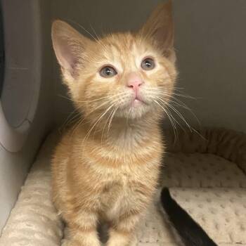 Domestic Short Hair Cats Available for Adoption in Dayton, Ohio - Wendy | PetCurious