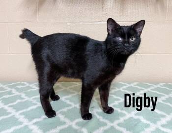 Digby -  Domestic Short Hair Cat for Adoption in Clearfield, Kentucky - Digby | PetCurious