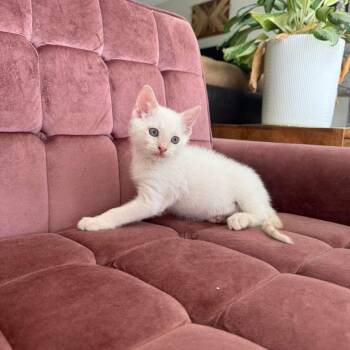 Domestic Short Hair Cats Available for Adoption in Sunrise, Florida - Leche | PetCurious