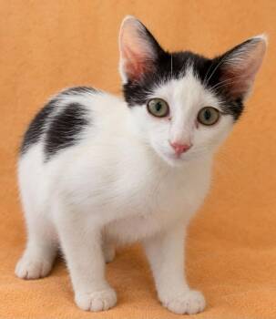 Malcolm -  Domestic Short Hair Cat for Adoption in Columbia, Tennessee - Malcolm | PetCurious
