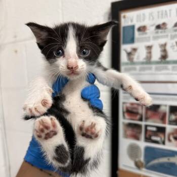 Winona -  Domestic Short Hair Cat for Adoption in Edinburg, Texas - Winona | PetCurious