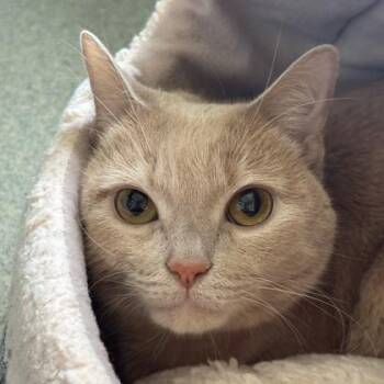 Chestnut -  Domestic Short Hair Cat for Adoption in Richmond, Virginia - Chestnut | PetCurious