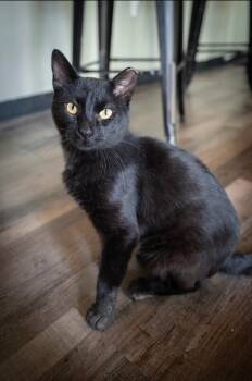 Hector -  Domestic Short Hair Cat for Adoption in Grand Rapids, Michigan - Hector | PetCurious