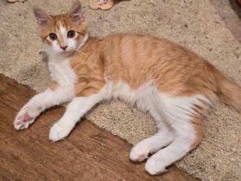 Mario -  Domestic Medium Hair Cat for Adoption - Mario | PetCurious