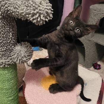 Scooter -  Domestic Short Hair Cat for Adoption in Sacramento, California - Scooter | PetCurious