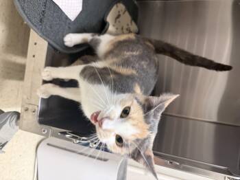 Rescue Domestic Short Hair Cats for Adoption in Saint Charles, Missouri - Elaine | PetCurious