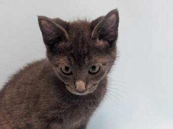 Miles -  Domestic Short Hair Cat for Adoption in Minneapolis, Minnesota - Miles | PetCurious