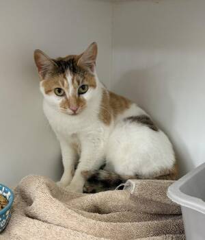Caramel -  Domestic Short Hair Cat for Adoption in Rochester, Indiana - Caramel | PetCurious