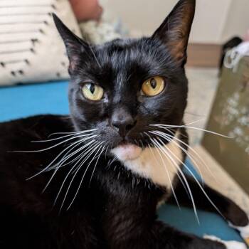 Bandit (**Bonded with Smokey) -  Domestic Short Hair Cat for Adoption in Philadelphia, Pennsylvania - Bandit (**Bonded With Smokey) | PetCurious
