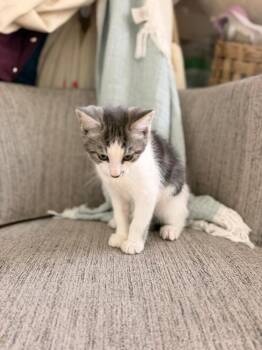 Merv -  Domestic Short Hair Cat Available for Adoption in Oceanside, California - Merv | PetCurious