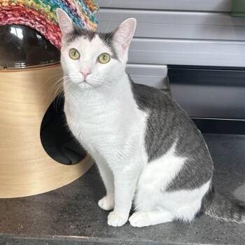 Amelia -  Domestic Short Hair Cat for Adoption in Hailey, Idaho - Amelia | PetCurious