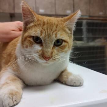 Domestic Short Hair Cats Available for Adoption - Dragonfly | PetCurious