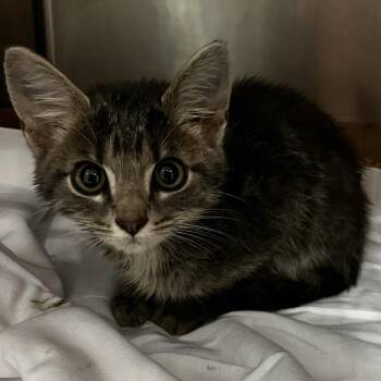 Mini Milo -  Domestic Short Hair Cat for Adoption in Chattanooga, Tennessee - Mini Milo | PetCurious