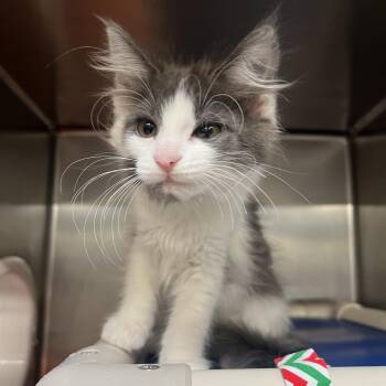 Fuji -  Domestic Short Hair Cat for Adoption in Mentor, Ohio - Fuji | PetCurious