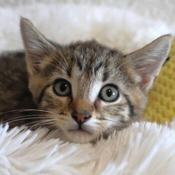 Smore -  Domestic Short Hair Cat for Adoption in Chaska, Minnesota - Smore | PetCurious