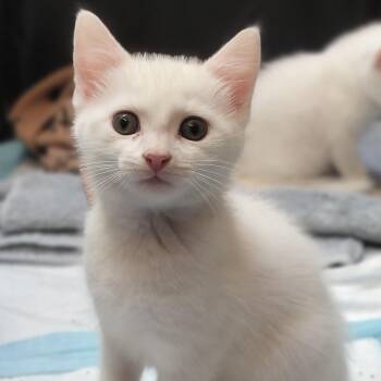 Sage -  Domestic Medium Hair Cat for Adoption in Charlotte, North Carolina - Sage | PetCurious