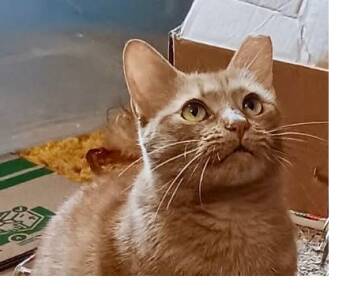 Rescue Domestic Short Hair Cats for Adoption in Gastonia, North Carolina - Tangerine | PetCurious