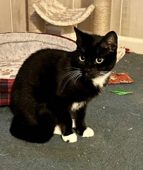 Thunder (BONDED PAIR) -  Domestic Short Hair Cat Available for Adoption in Bolton, Connecticut - Thunder (BONDED PAIR) | PetCurious