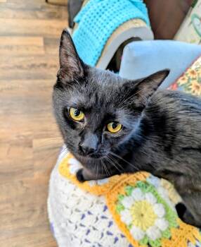 American Shorthair Cats Available for Adoption - Holly | PetCurious