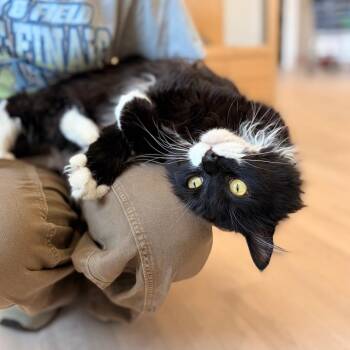 Mose -  Domestic Long Hair Cat for Adoption in Spokane, Washington - Mose | PetCurious